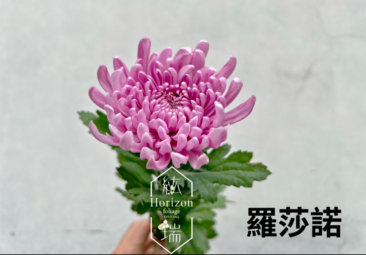 羅莎諾菊