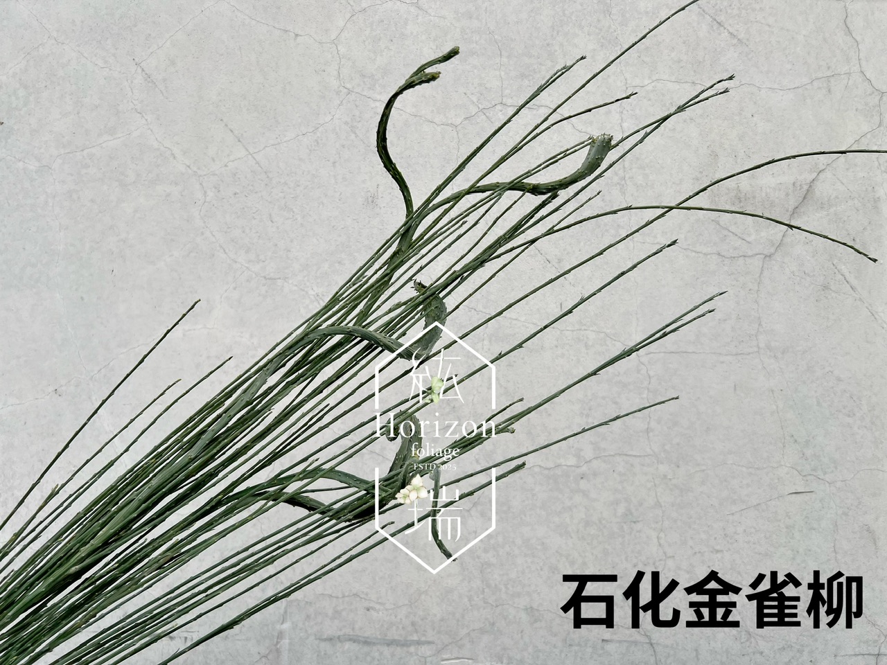 石化金雀柳