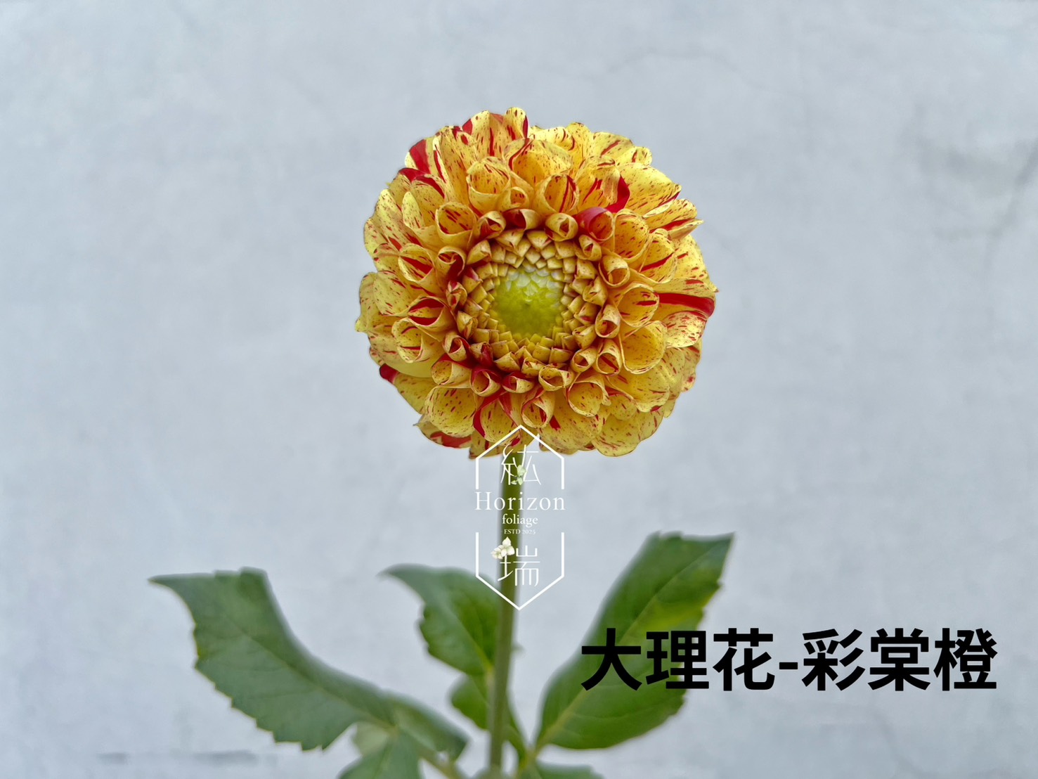 彩棠橙大理花