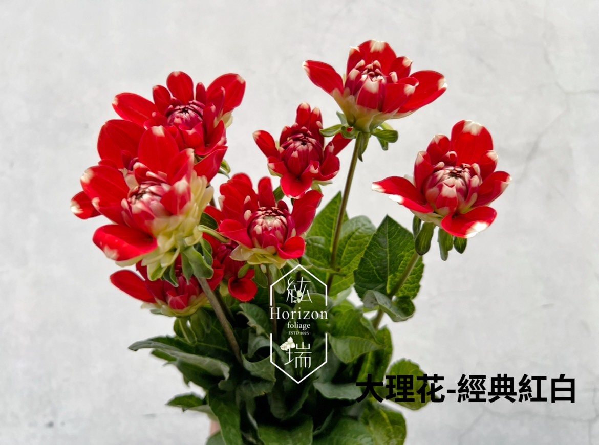 大理花-經典白紅