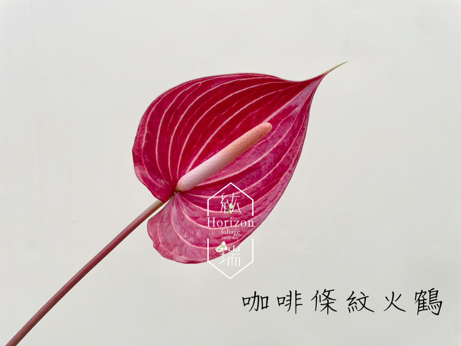 咖啡條紋火鶴(5支)