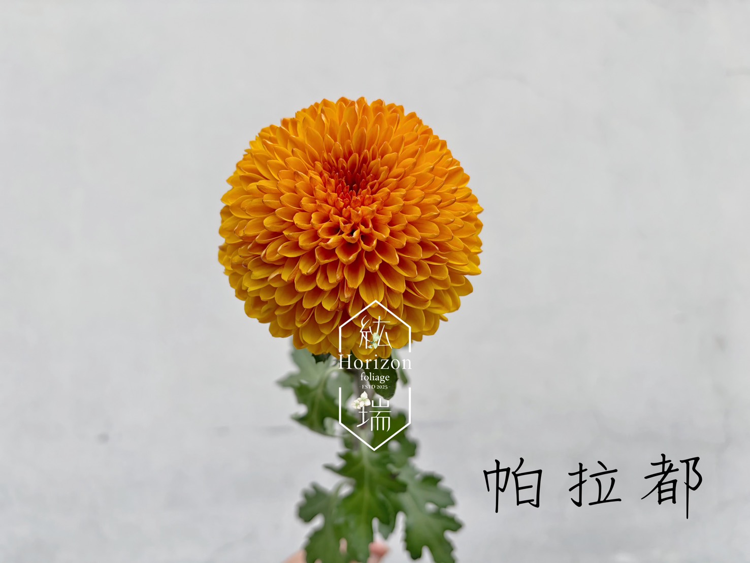 帕拉都菊