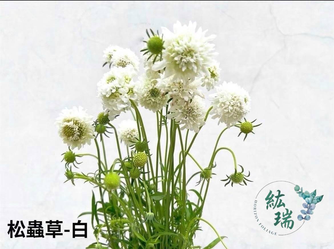 松蟲草-白