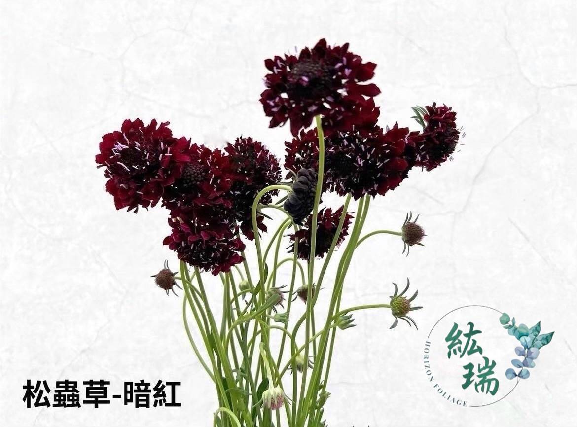 松蟲草-暗紅