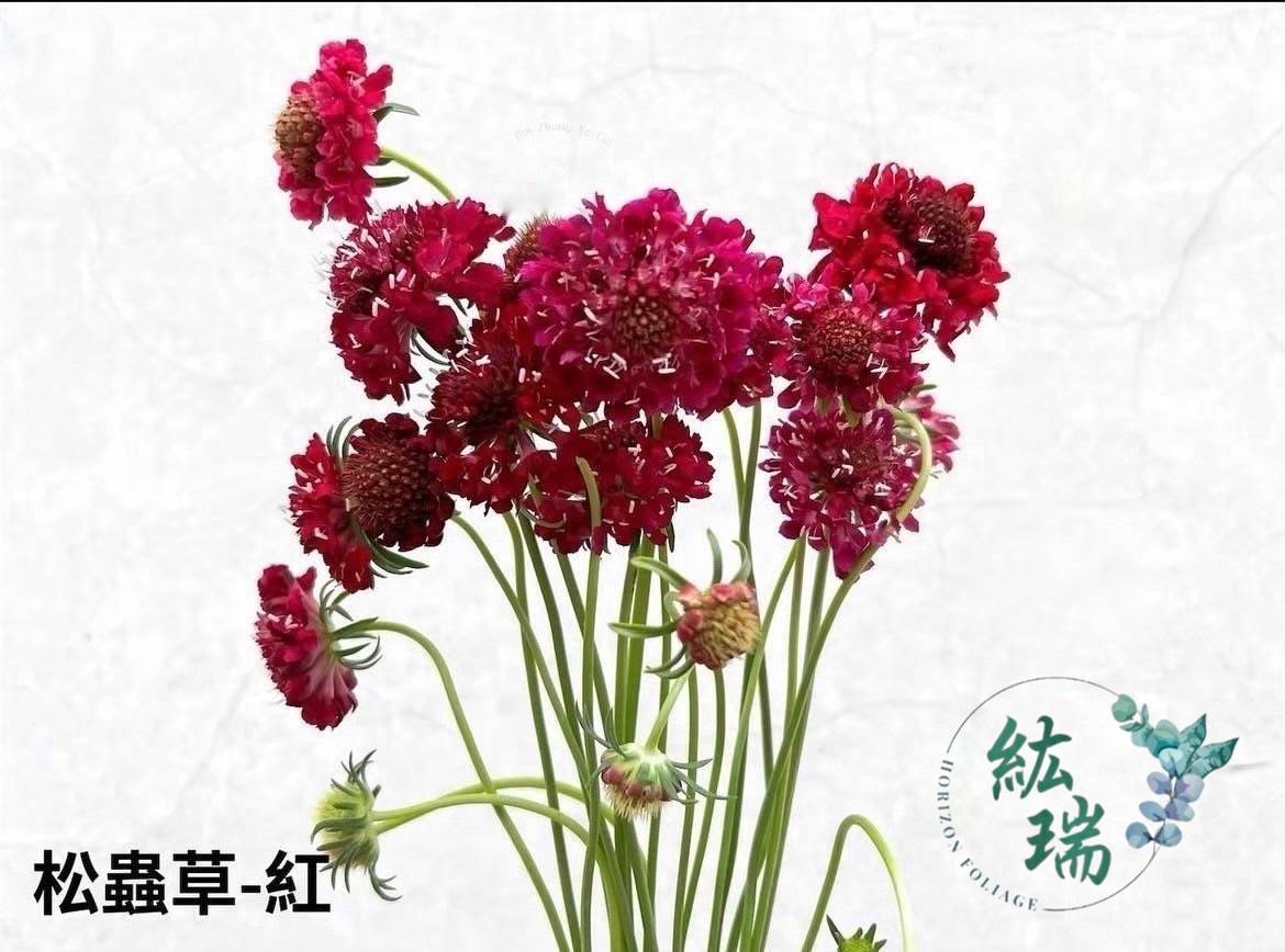 松蟲草-紅