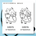 【醫護專用】心臟解剖印章｜5x8cm（大尺寸）_1