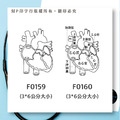 【醫護專用】心臟解剖印章｜3X6cm（中尺寸）_2