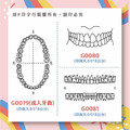 牙齒學習印章 乳牙紀錄 牙醫 醫生專用人體圖 5*8款_1
