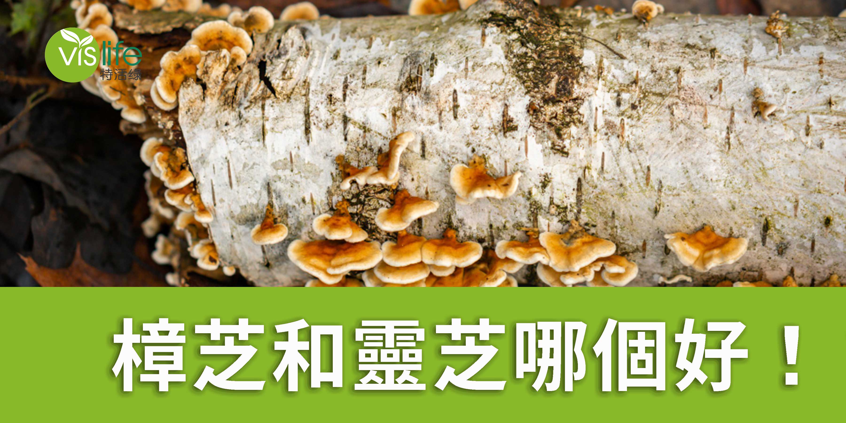 樟芝和靈芝哪個好!