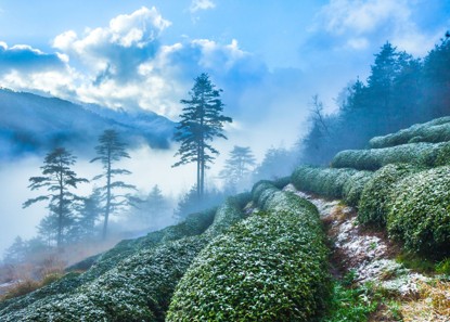 霜雪茶園