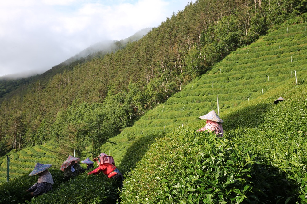茶葉採摘