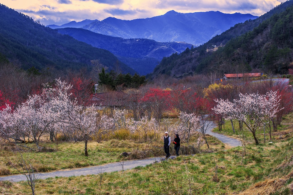 武陵山林與花景