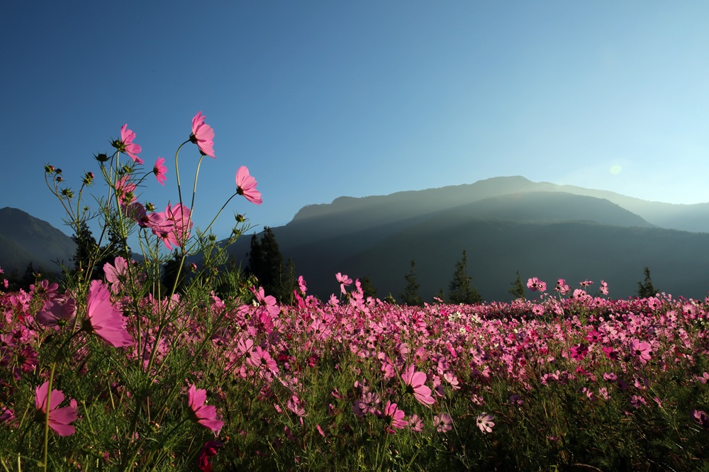 波斯菊花海