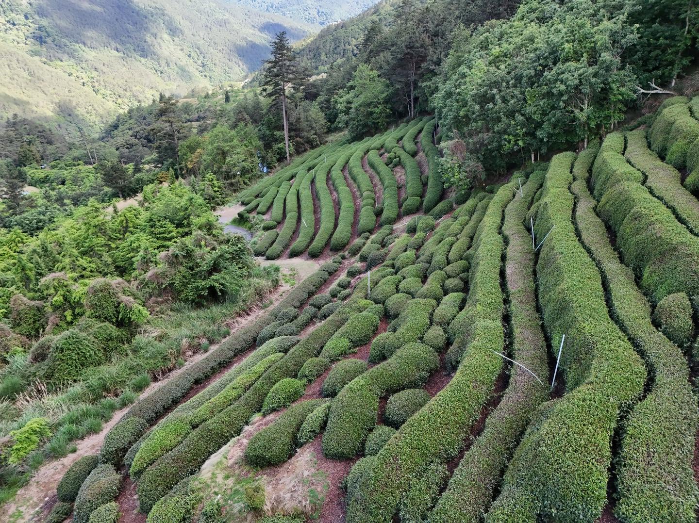 武陵高山茶園