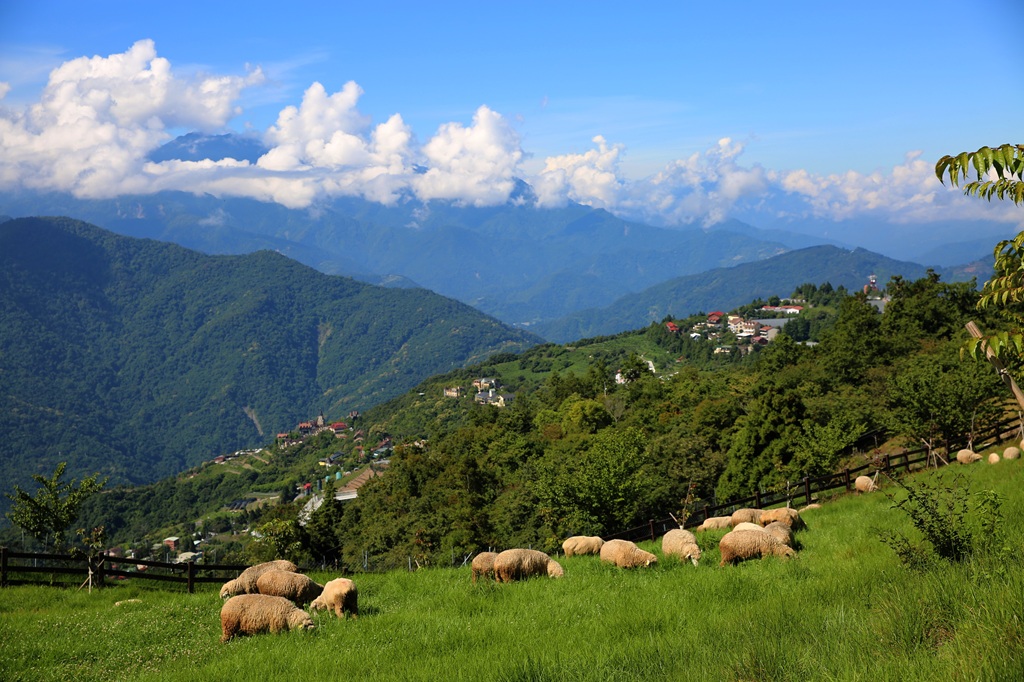 羊群與清境山景