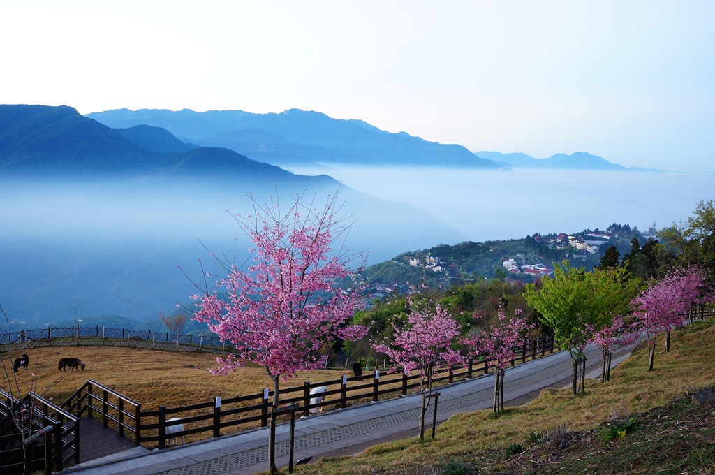 春日櫻花、雲海與山景