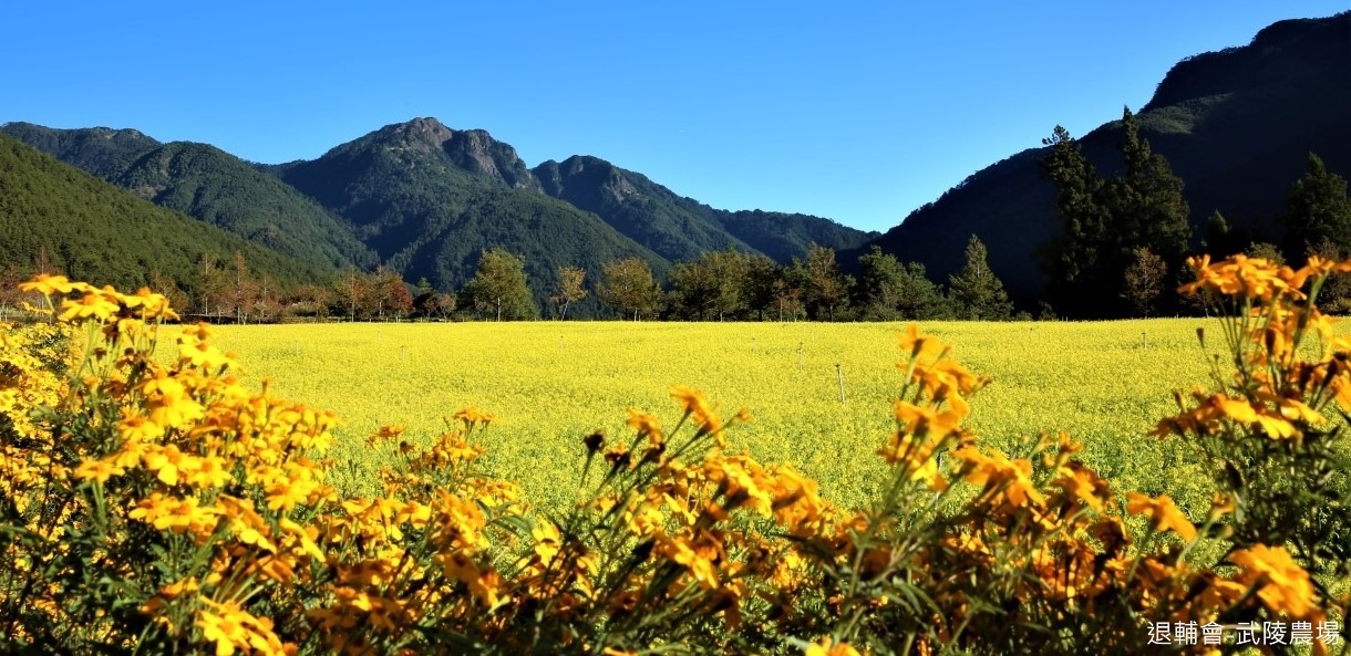 退輔會武陵農場櫻花
