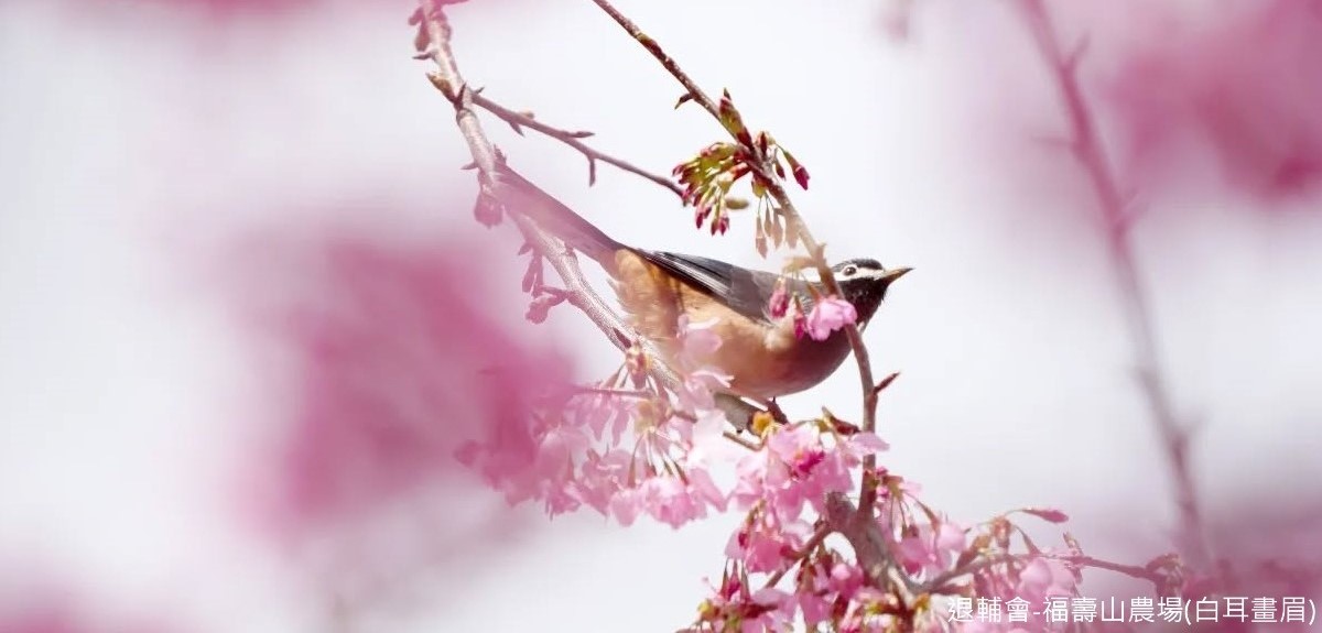 退輔會福壽山農場