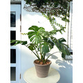 龜背芋 開幕植栽