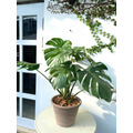 龜背芋 開幕植栽_2