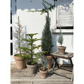 【聖誕樹】XL號銀柏_2