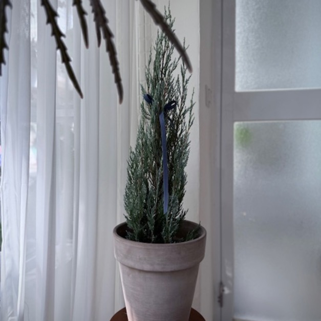 【聖誕樹】M號銀柏