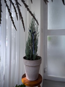 【聖誕樹】M號銀柏