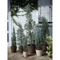 【聖誕樹】XL號銀柏_1