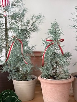 【聖誕樹】S號藍冰柏