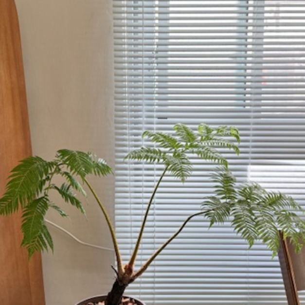 筆筒樹 無法宅配 限高雄