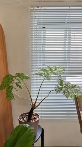 筆筒樹 無法宅配 限高雄