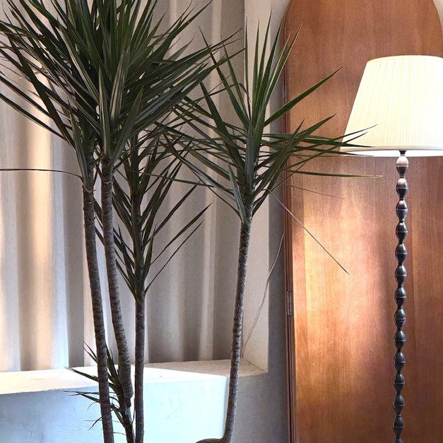 千年木 限高雄 台南