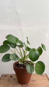 鏡面草 義大利陶盆