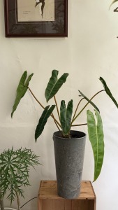 橘柄蔓綠絨