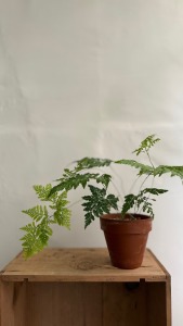 骨碎補