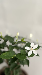 白絹梅