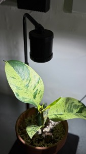 台灣製造 ISTA 桌上型植物燈