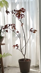 非洲紅
