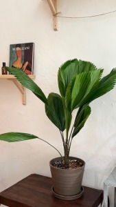 圓葉刺軸櫚