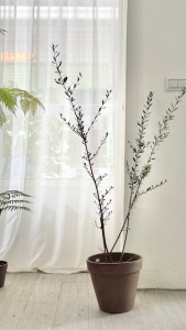 油橄欖樹