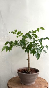 旺旺樹 室內植物