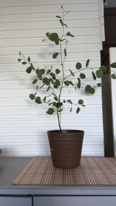 多花桉 大圓尤加利