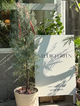 【聖誕樹】M號藍冰柏