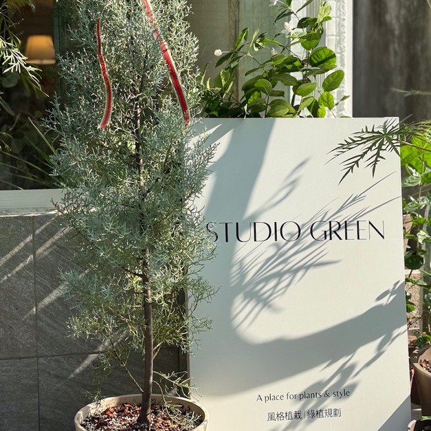 【聖誕樹】M號藍冰柏