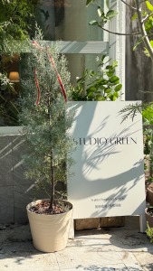 【聖誕樹】M號藍冰柏