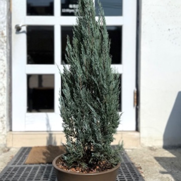 【聖誕樹】XL號銀柏