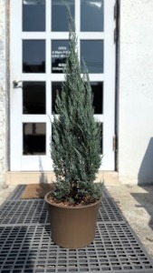 【聖誕樹】XL號銀柏