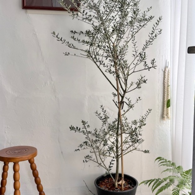 油橄欖樹 限高雄 台南