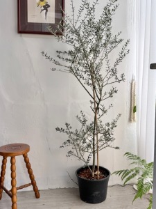 油橄欖樹 限高雄 台南