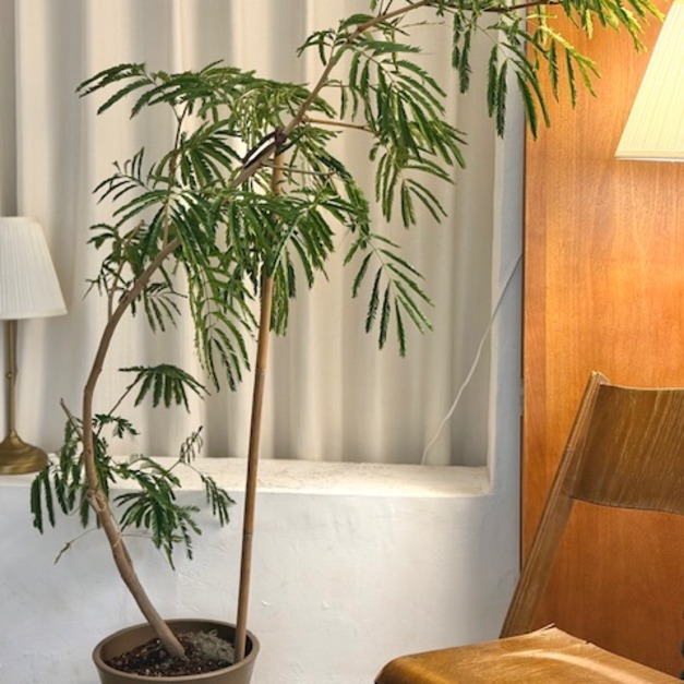 小豆樹 限台南 高雄